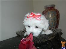 maltese puppy posted by Elegant Babies